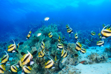 School of Bannerfish at the Red Sea, Egypt