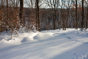 winter forest with trees covered snow