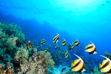 Plakat School of Bannerfish at the Red Sea, Egypt
