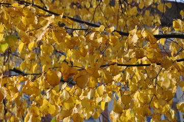 foliage in Meersburg, Lake Constance, Baden-Württemberg, Germany