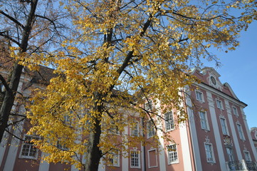 foliage in Meersburg, Lake Constance, Baden-Württemberg, Germany