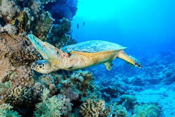 Sea Turtle at the Red Sea Egypt