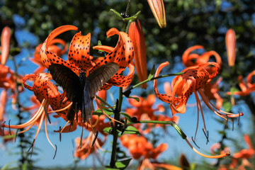 Black swallowtail on the lilies