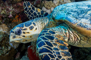 Obraz premium Sea Turtle at the Red Sea Egypt