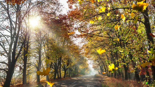 Autumn road with beautiful trees and falling leaves smoothly changing season from autumn to winter.