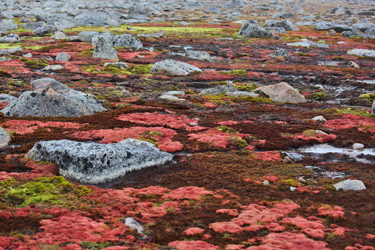 Arctic moss - polar colors