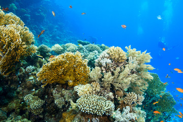 Naklejka na ściany i meble coral reef at the Red Sea, Egypt