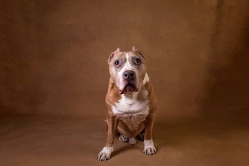 Muscular funny American Staffordshire terrier looking at camera