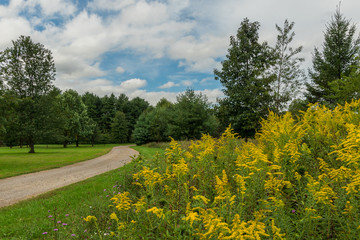 Goldenrod in Bloom