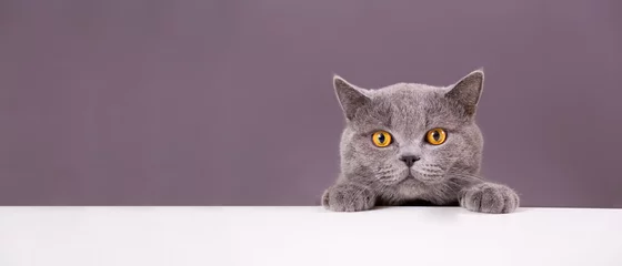Zelfklevend Fotobehang mooie grappige grijze Britse kat die uitkijkt van achter een witte tafel met kopieerruimte © ViRusian