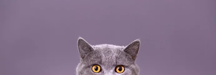 Fototapeten schöne lustige graue britische katze, die hinter einem weißen tisch mit kopierraum hervorschaut © ViRusian