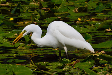 Great White Egret