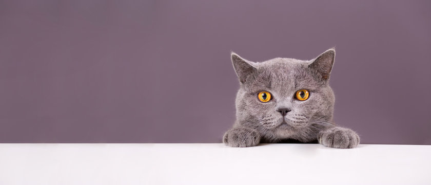 beautiful funny grey British cat peeking out from behind a white table with copy space