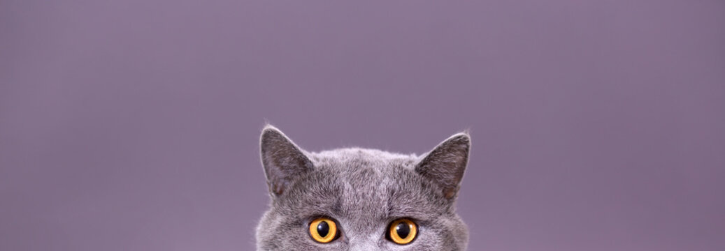 beautiful funny grey British cat peeking out from behind a white table with copy space