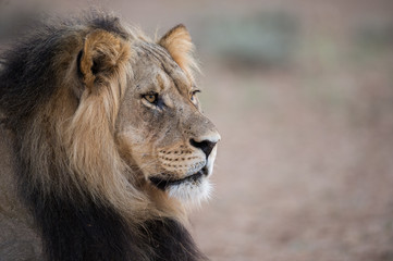 Naklejka na ściany i meble Male Lion Portrait