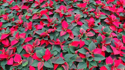 Fototapeta na wymiar Blooming poinsettia in the farm. The poinsettia is particularly well known for its red and green foliage and is widely used in Christmas floral displays. 