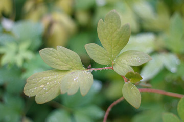 raindrops on the foliage of a garden plant
