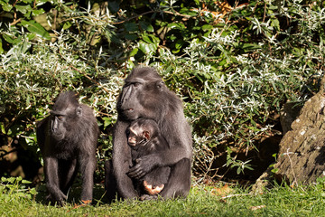 Family macaque with their young