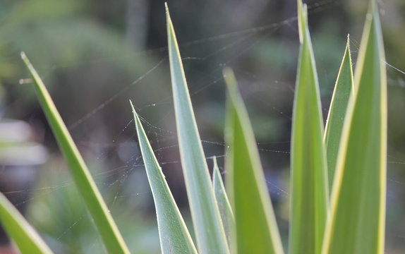 Spiderweb