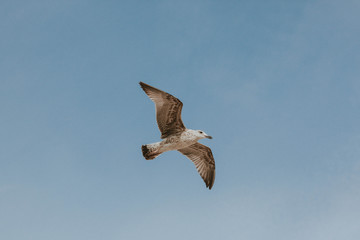 A Seagull flies high in the sky