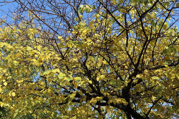 yellow tree in autumn