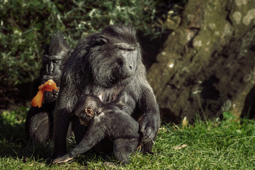 Obraz premium Mother and father macaque with young