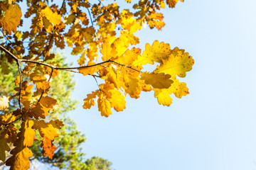 Oak's branches with beautiful golden leaves and acorns. Selective focus. 