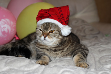 cat in Santa Claus hat