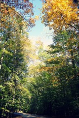 Fall or Autumn trees in Mason Neck State Park, during golden hour, looking down path between trees. 