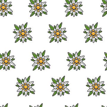 Edelweiss wild flower Austrian symbol seamless pattern