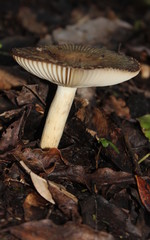 mushroom