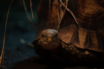 Dark and mysterious  brown Turtle 