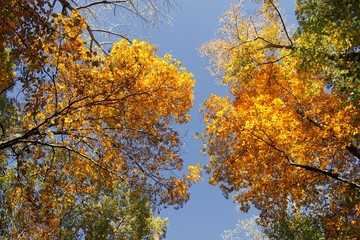 Fototapeta na wymiar Fall or Autumn trees in Mason Neck State Park, during golden hour