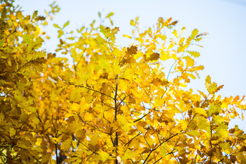 Oak's branches with beautiful golden leaves and acorns. Selective focus. 