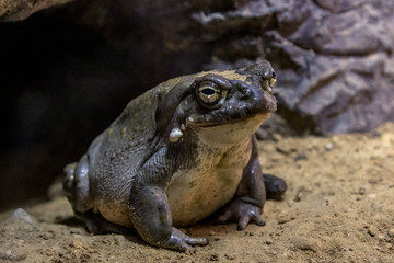 Toad profile in front of cave
