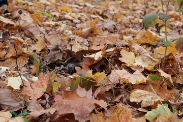 autumn leaves on ground