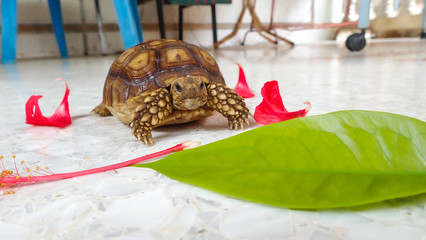 African spurred tortoise.Two turtles eating leaves and flowers on the marble floor