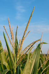 Spitze einer Mais-Pflanze in Maisfeld vor blauem Himmel