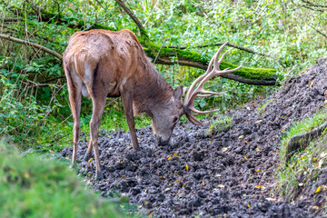  red deer is standing in the mud