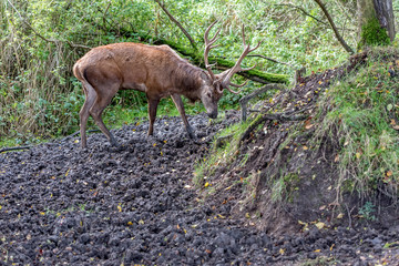 Obraz na płótnie Canvas a large red deer walks through the mud