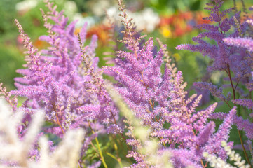 Purple pink Astilbe Chinensis 'Pumila' (Dwarf Chinese Astilbe) in summer sunny garden. Selective focus..July, Russia.