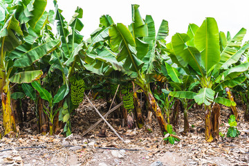 Banana plantation in the Canary Islands
