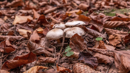 Waldpilze verstecken sich unter dem Laub im Wald