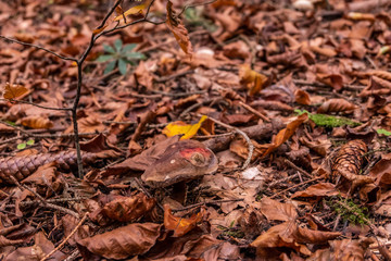 Waldpilze verstecken sich unter dem Laub im Wald