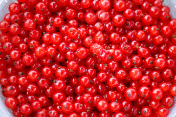 textured background of red currant berries