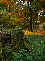  Sofievsky park ( autumn ,  nature ,  tree )