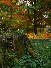  Sofievsky park ( autumn ,  nature ,  tree )