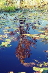 Reflection of autumn trees in still marshland water, in Mason Neck State Park, VA. 