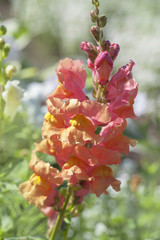 Bronze orange Antirrhinum Majus 'Orange Wonder' (Snapdragon) flower portrait close up..July, Russia.