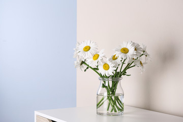 Beautiful tender chamomile flowers in vase on white wooden commode near color wall, space for text